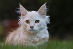 young Maine Coon
