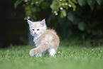 Maine Coon Kitten