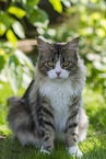 Maine Coon in the garden