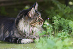 Maine Coon in the garden