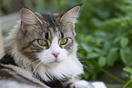Maine Coon in the garden