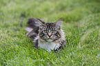 Maine Coon in the garden
