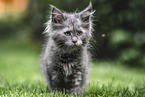 Maine Coon Kitten