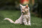 Maine Coon Kitten