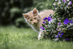 Maine Coon Kitten