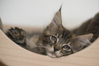 young Maine Coon