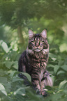adult Maine Coon