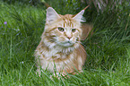 lying Maine Coon