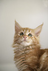 Maine Coon Kitten