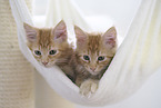 Maine Coon Kitten