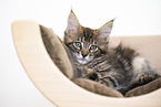 Maine Coon Kitten