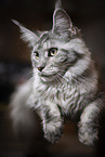 lying Maine Coon