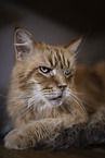 lying Maine Coon
