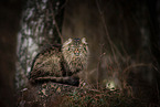 Maine Coon tomcat