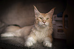 Maine Coon
