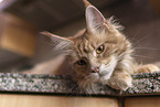 Maine Coon