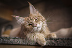 Maine Coon