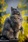 Maine Coon tomcat