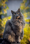 Maine Coon tomcat