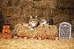 Maine Coon tomcat