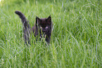 Maine Coon Litten