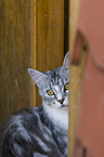 Maine Coon