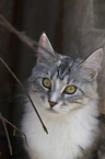 Maine Coon