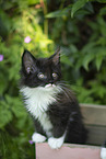 Maine Coon Kitten
