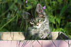 Maine Coon Kitten