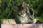 Maine Coon Kitten