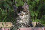 Maine Coon Kitten