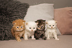 Maine Coon Kitten