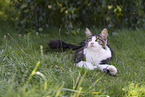 Maine Coon