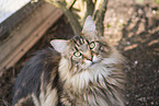 Maine Coon