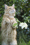 Maine Coon
