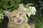 Maine Coon