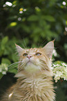 Maine Coon