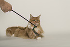 Maine Coon
