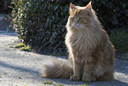 Maine Coon