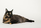 Maine Coon