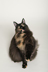 Maine Coon