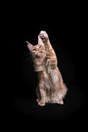 Maine Coon