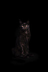 Maine Coon