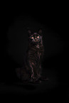 Maine Coon