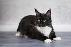 Maine Coon