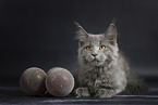 Maine Coon kitten