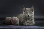 Maine Coon kitten