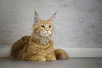 Maine Coon