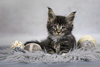 Maine Coon kitten