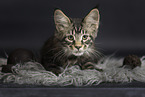 Maine Coon kitten